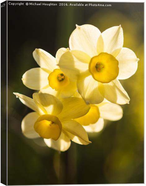 Narcissus trio Canvas Print by Michael Houghton