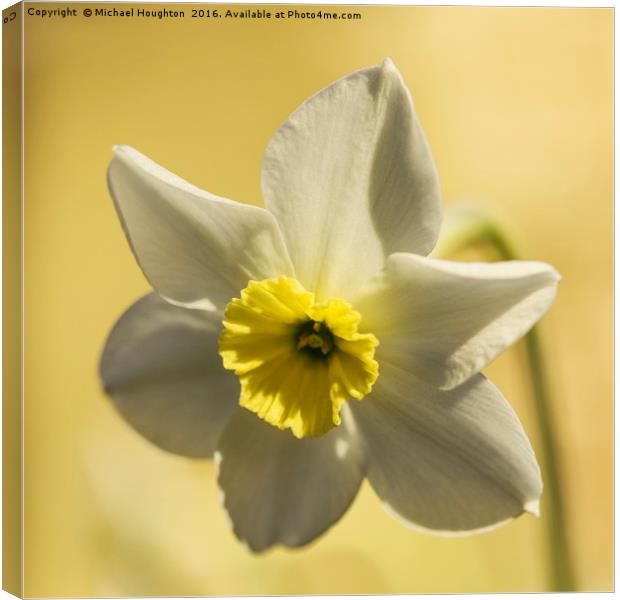 White Narcissus Canvas Print by Michael Houghton