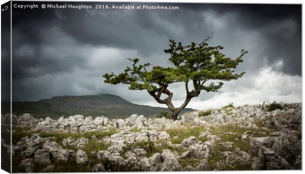Dales Hawthorn Canvas Print by Michael Houghton