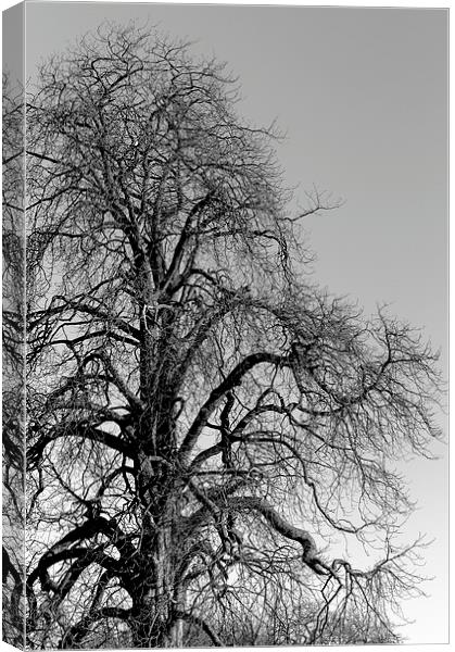  Tree Canvas Print by Andy McDonald