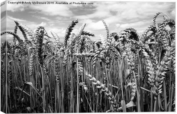  Crop of Wheat Canvas Print by Andy McDonald