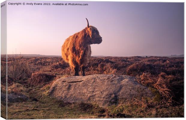 Highland cow Canvas Print by Andy Evans