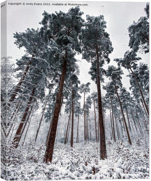 Winter forest  Canvas Print by Andy Evans