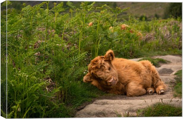 Highland calf  Canvas Print by Andy Evans
