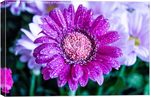  Droplets on a Daisy Canvas Print by Neil Vary