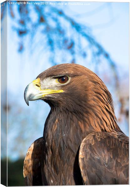  Shadow The Golden Eagle From York Bird Of Prey Ce Canvas Print by Neil Vary