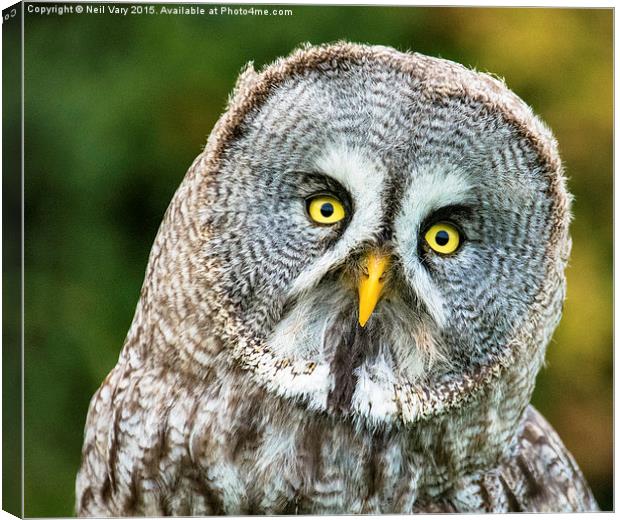  Great Gray Owl Canvas Print by Neil Vary