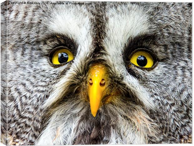  Great Gray Owl Close Up Canvas Print by Neil Vary