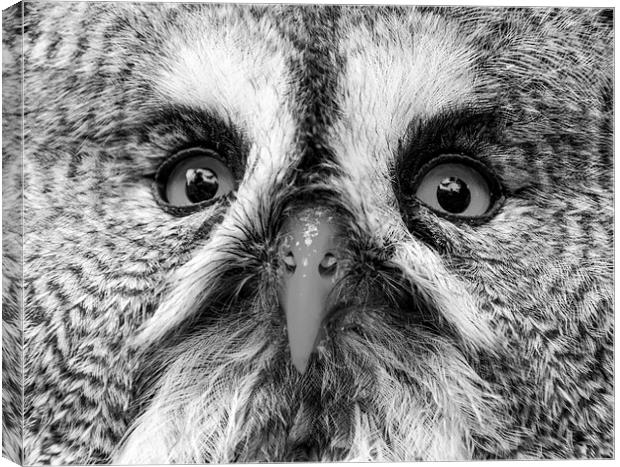 Great Gray Owl Black And White Canvas Print by Neil Vary