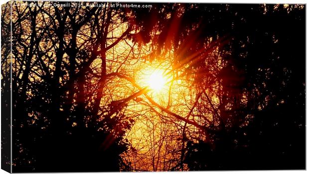  Sunflare Forest Canvas Print by Jon Gopsill