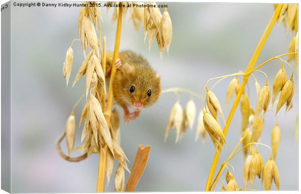  Harvest Mouse Canvas Print by Danny Kidby-Hunter