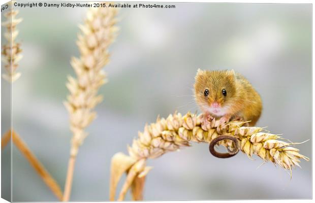  Harvest Mouse 2 Canvas Print by Danny Kidby-Hunter