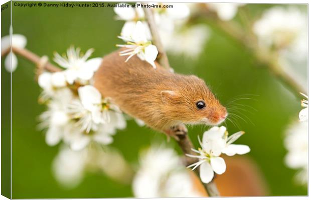  Harvest Mouse amongst the flowers Canvas Print by Danny Kidby-Hunter