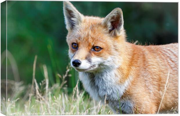 Red Fox  Canvas Print by Danny Kidby-Hunter