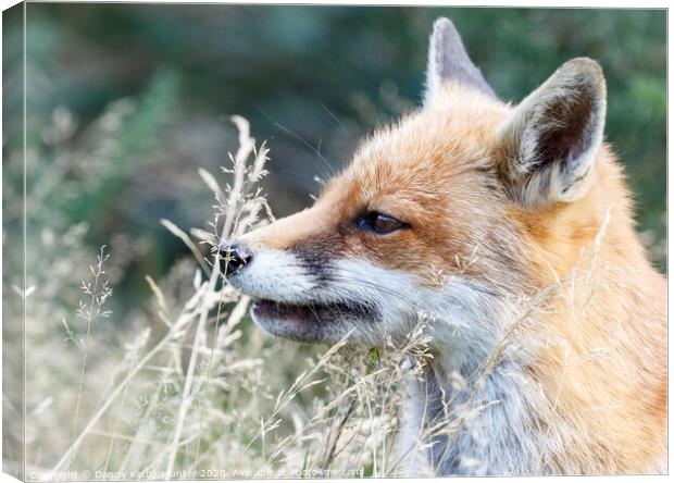 A Fox smelling the grass Canvas Print by Danny Kidby-Hunter