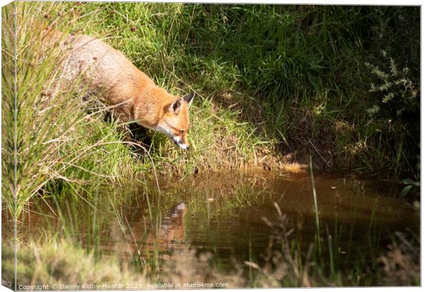 Red fox reflection Canvas Print by Danny Kidby-Hunter