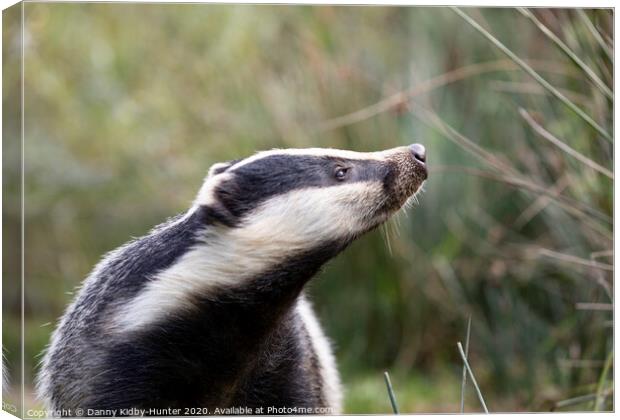 Inquisitive Badger Canvas Print by Danny Kidby-Hunter