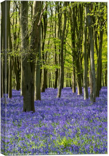 Bluebell Woods Canvas Print by Graham Light
