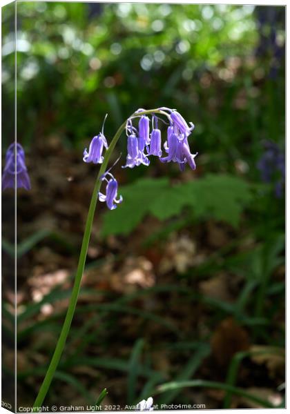 Bluebell Canvas Print by Graham Light