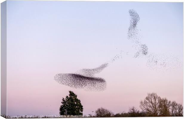 Starling Murmuration Canvas Print by Graham Light