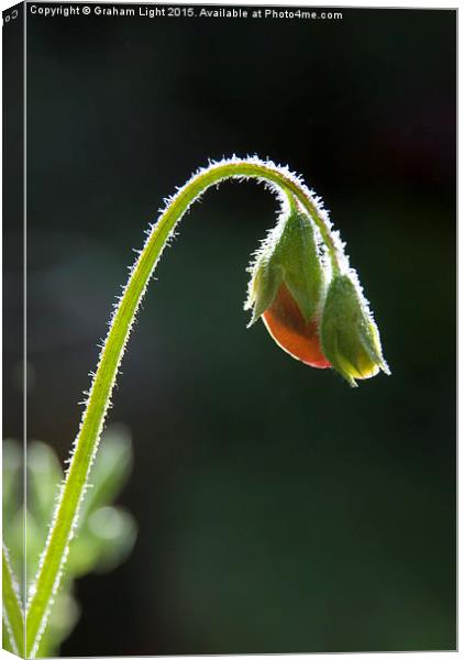  Backlit sweet pea in bud Canvas Print by Graham Light