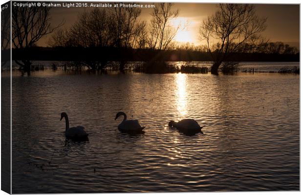  Swans on flooded meadow at sunset Canvas Print by Graham Light