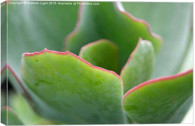  Edged in pink Canvas Print by Graham Light