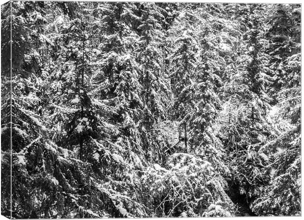  Snowy Pines Canvas Print by Jim Moody