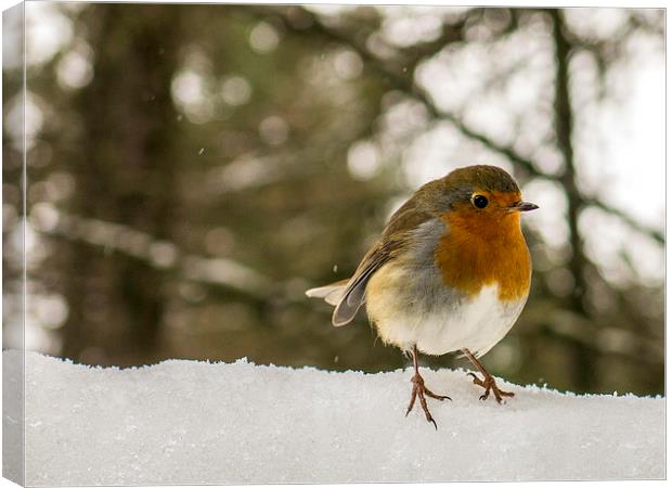  Robin in the snow Canvas Print by Jim Moody