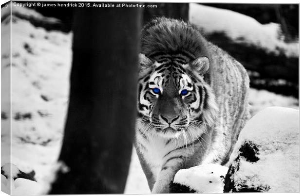 Tiger blue eyes Canvas Print by james hendrick