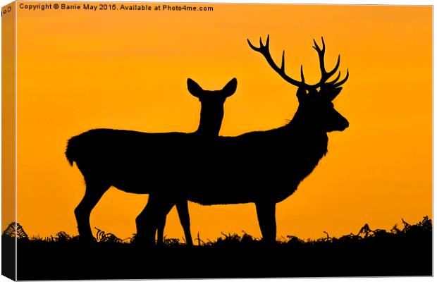  Red Deer at Sunset Canvas Print by Barrie May