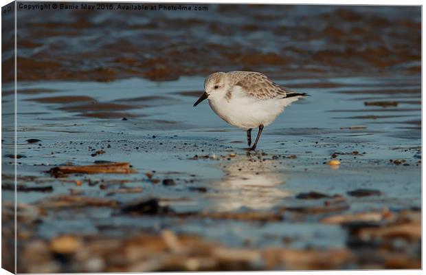 Sanderling on the Shoreline Canvas Print by Barrie May