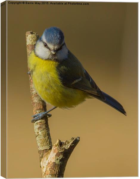Blue Tit (Cyanistes caeruleus) Canvas Print by Barrie May