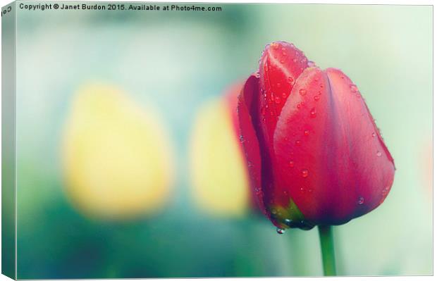 Spring Colour Canvas Print by Janet Burdon