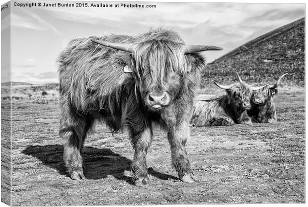 Highland cattle  Canvas Print by Janet Burdon