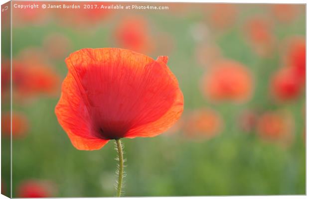 Field Poppies Canvas Print by Janet Burdon