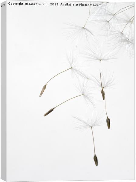 Dandelion Seeds Canvas Print by Janet Burdon