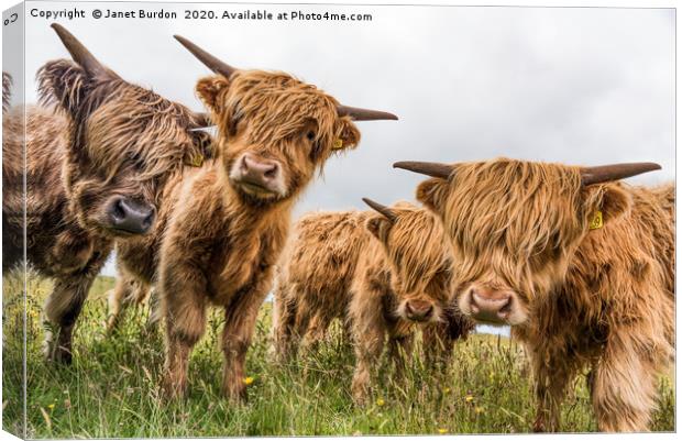 Highland Cattle Canvas Print by Janet Burdon