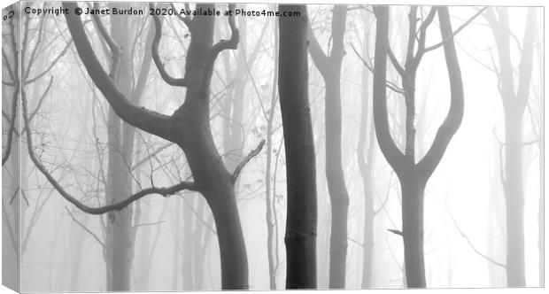 Misty Beech Wood #2 Canvas Print by Janet Burdon