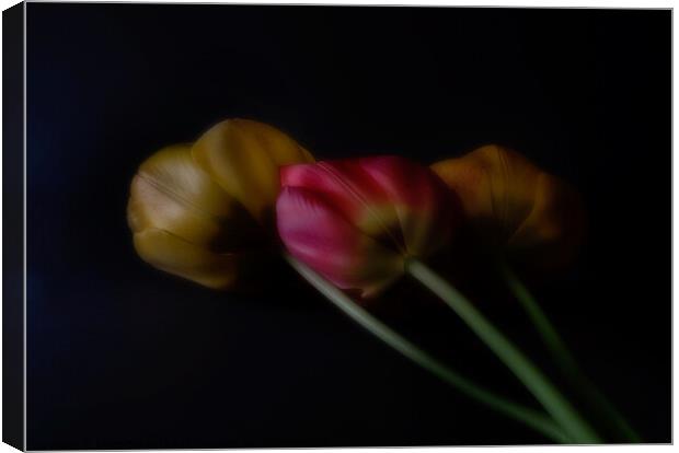 Three Tulips Canvas Print by Janet Burdon