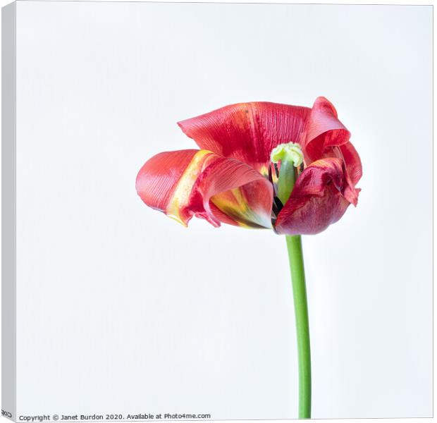 Red Tulip Study Canvas Print by Janet Burdon