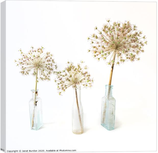 Three Allium Canvas Print by Janet Burdon