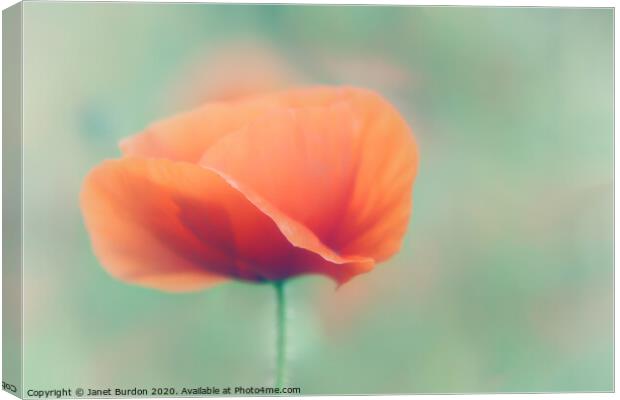 Poppy Canvas Print by Janet Burdon