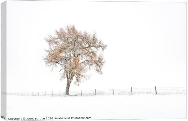 A Lone Tree in Winter Canvas Print by Janet Burdon