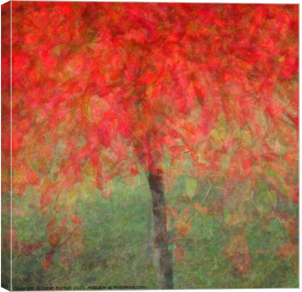 Autumn Glory #3 Canvas Print by Janet Burdon