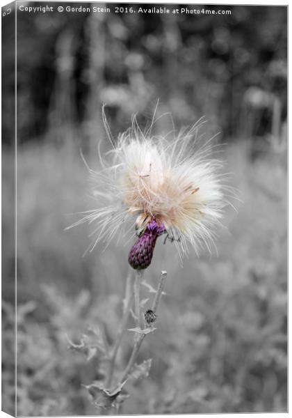 Minion Thistle Canvas Print by Gordon Stein