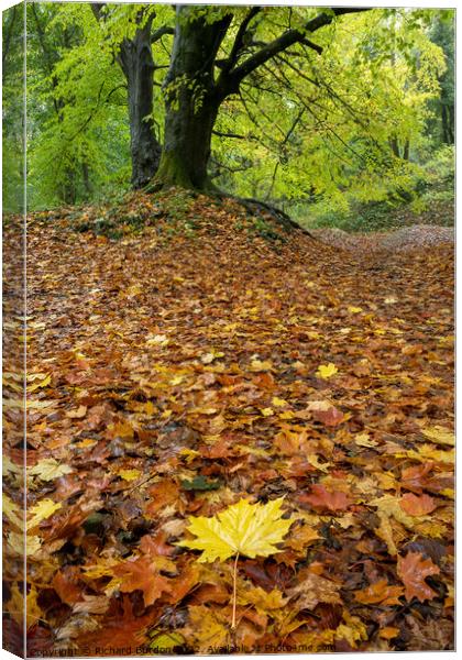 Autumn Leaves Canvas Print by Richard Burdon