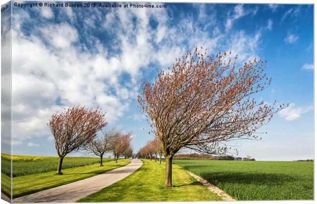  Cherry Tree Grove Canvas Print by Richard Burdon