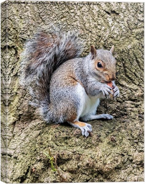  Grey Squirrel Feeding Canvas Print by Richard Burdon