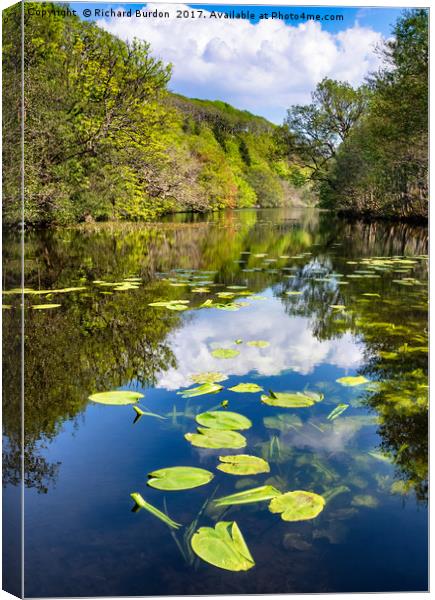 Lilly pads on the Loch Canvas Print by Richard Burdon